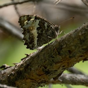 Brintesia circe (Fabricius, 1775) Weißer Waldportier