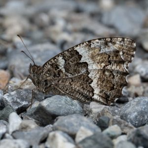 Brintesia circe (Fabricius, 1775) Weißer Waldportier