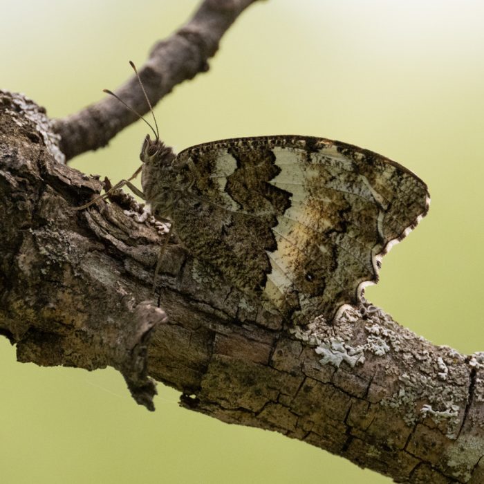 Brintesia circe (Fabricius, 1775) Weißer Waldportier