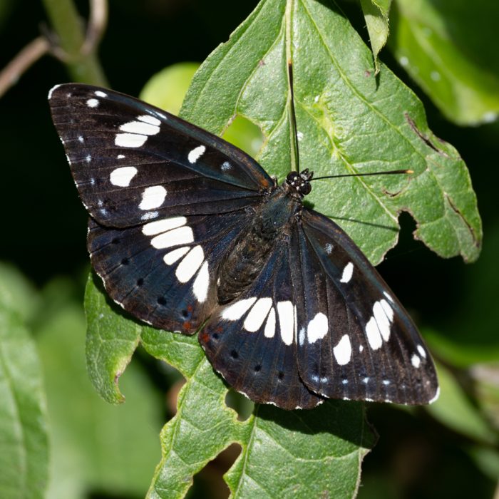 Limenitis reducta (Staudinger, 1901) Blauschwarzer Eisvogel