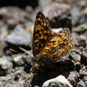 Melitaea phoebe (Denis & Schiffermüller, 1775) Flockenblumen-Scheckenfalter