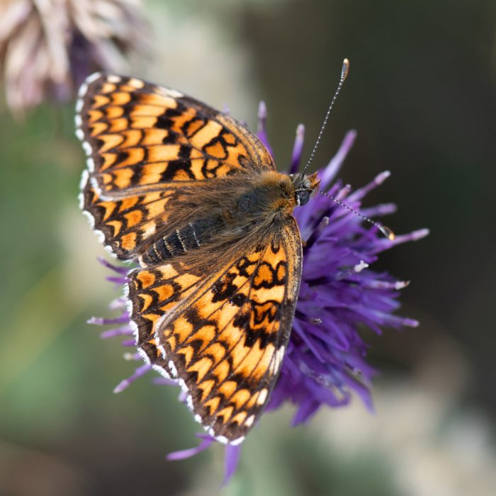 Melitaea phoebe (Denis & Schiffermüller, 1775) Flockenblumen-Scheckenfalter