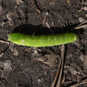 Phlogophora meticulosa (Linnaeus, 1758) Achateule