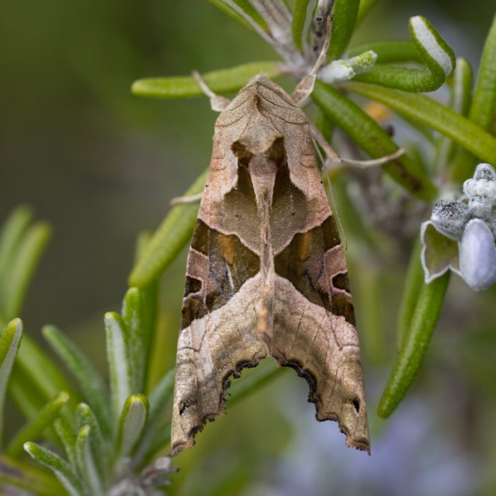 Phlogophora meticulosa (Linnaeus, 1758) Achateule