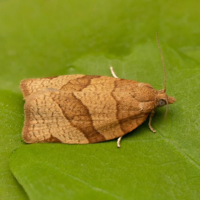 Pandemis cerasana (Hübner, 1786) Johannisbeerwickler