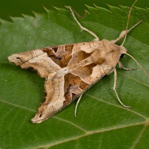 Phlogophora meticulosa (Linnaeus, 1758) Achateule