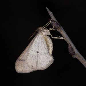 Agriopis marginaria (Fabricius, 1777) Graugelber Breitflügelspanner
