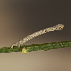 Alcis repandata (Linnaeus, 1758) Wellenlinien-Rindenspanner