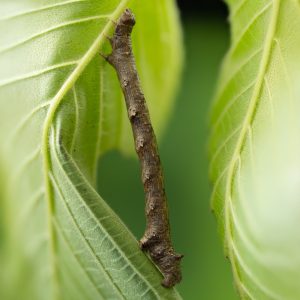 Colotois pennaria (Linnaeus, 1761) Federfühler-Herbstspanner