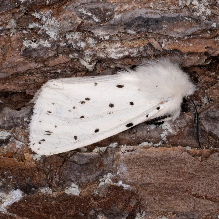Spilosoma lubricipeda (Linnaeus, 1758) Breitflügeliger Fleckleibbär