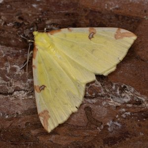 Opisthograptis luteolata (Linnaeus, 1758) Gelbspanner