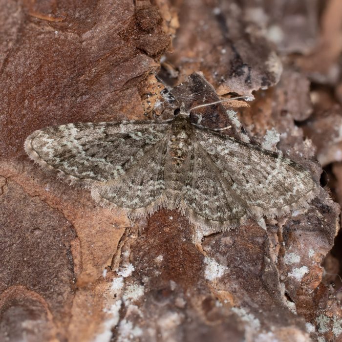 Pasiphila chloerata (Mabille, 1870) Schlehen-Blütenspanner