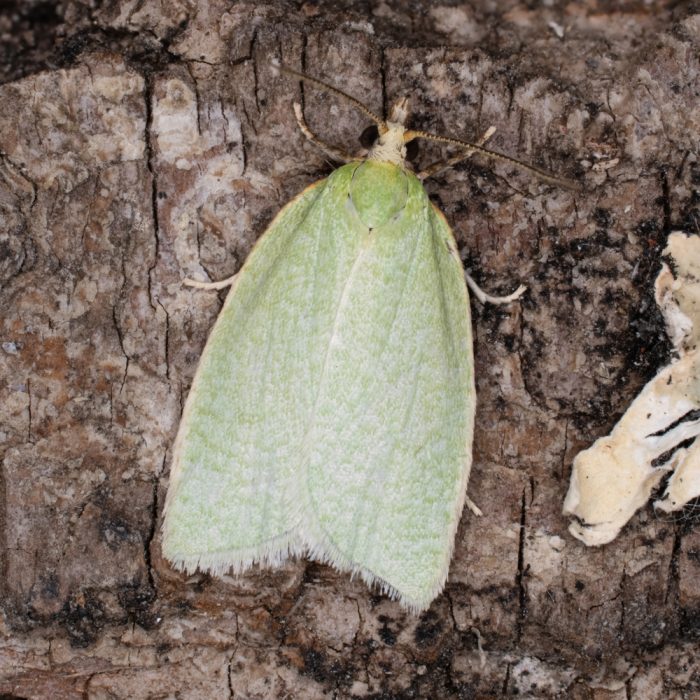 Tortrix viridana (Linnaeus, 1758) Eichenwickler