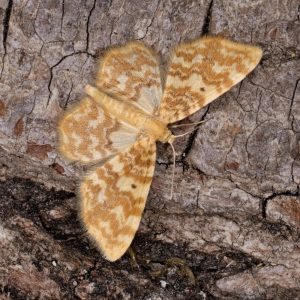 Hydrelia flammeolaria (Hufnagel, 1767) Gelbgestreifter Erlenspanner