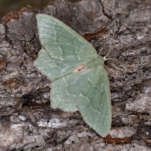 Hemithea aestivaria (Hübner, 1789) Gebüsch-Grünspanner