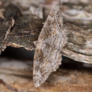 Alcis repandata (Linnaeus, 1758) Wellenlinien-Rindenspanner