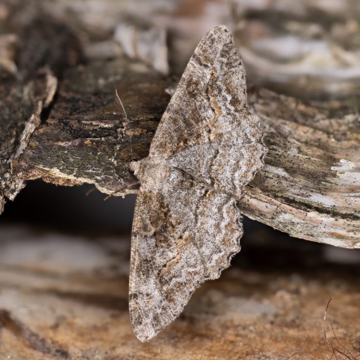 Alcis repandata (Linnaeus, 1758) Wellenlinien-Rindenspanner