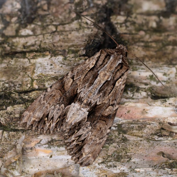 Apamea monoglypha (Hufnagel, 1766) Große Grasbüscheleule