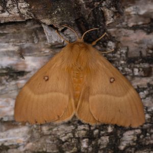 Lasiocampa quercus (Linnaeus, 1758) Eichenspinner