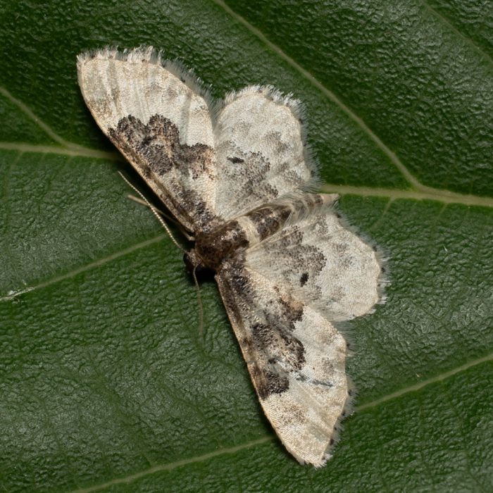 Idaea rusticata (Denis & Schiffermüller, 1775) Südlicher Zwergspanner