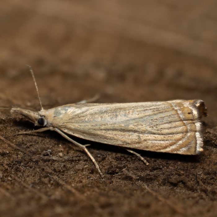 Chrysoteuchia culmella (Linnaeus, 1758) Rispengraszünsler