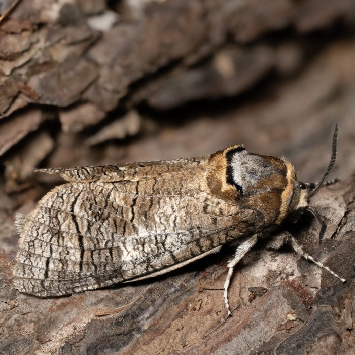 Cossus cossus (Linnaeus, 1758) Weidenbohrer