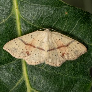 Cyclophora punctaria (Linnaeus, 1758) Gepunkteter Eichen-Gürtelpuppenspanner
