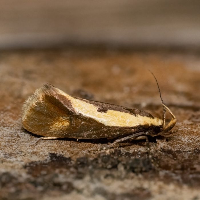 Harpella forficella (Scopoli, 1763) Braungelbe Faulholzmotte