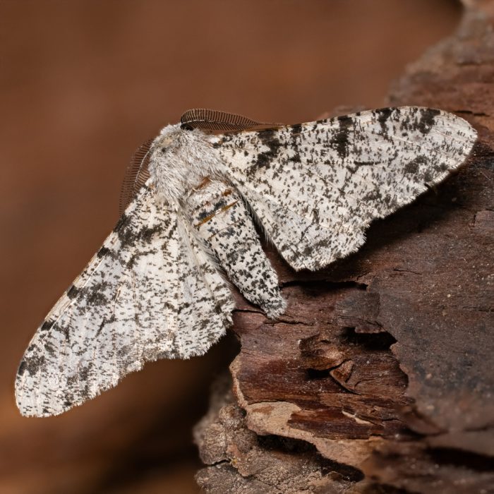 Biston betularia (Linnaeus, 1758) Birkenspanner