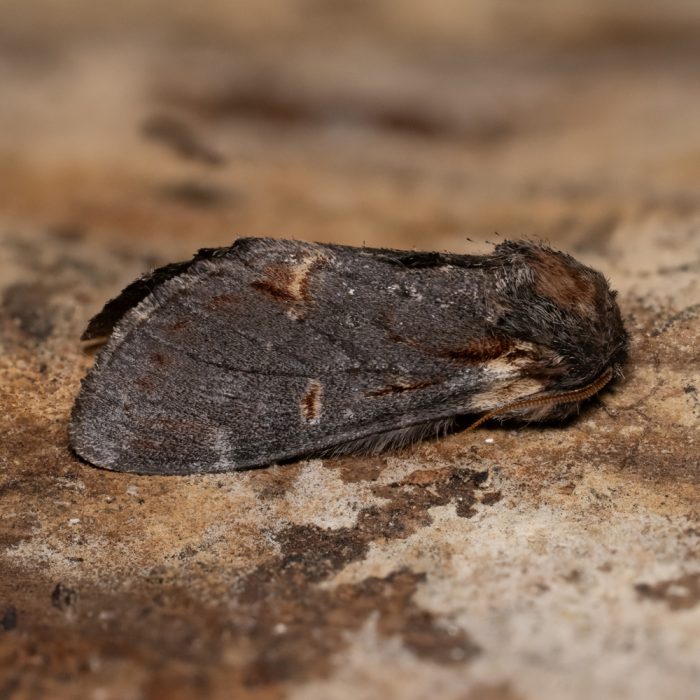 Notodonta dromedarius (Linnaeus, 1767) Dromedar-Zahnspinner, Dromedarspinner