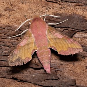 Deilephila porcellus (Linnaeus, 1758) Kleiner Weinschwärmer