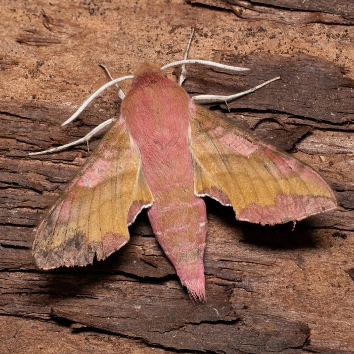 Deilephila porcellus (Linnaeus, 1758) Kleiner Weinschwärmer