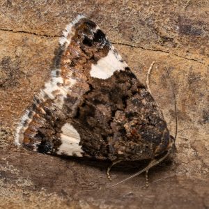 Tyta luctuosa (Denis & Schiffermüller, 1775) Ackerwinden-Trauereule