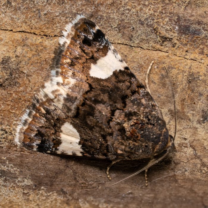 Tyta luctuosa (Denis & Schiffermüller, 1775) Ackerwinden-Trauereule