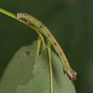 Biston betularia (Linnaeus, 1758) Birkenspanner
