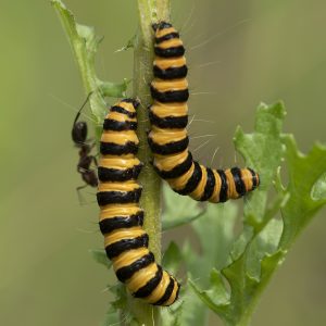 Tyria jacobaeae (Linnaeus, 1758) Jakobskrautbär