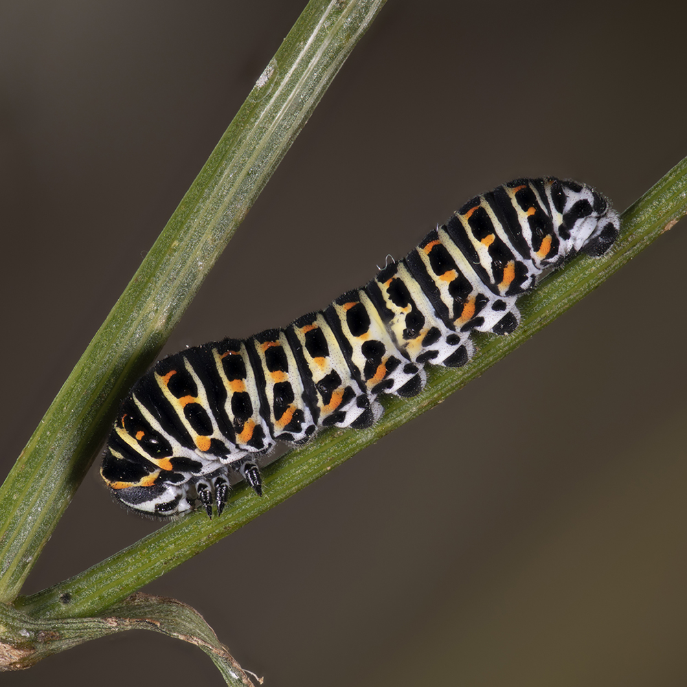 Papilio machaon (Linnaeus, 1758) Schwalbenschwanz