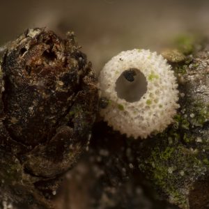 Thecla betulae (Linnaeus, 1758) Nierenfleck-Zipfelfalter