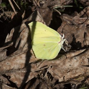 Gonepteryx rhamni (Linnaeus, 1758) Zitronenfalter