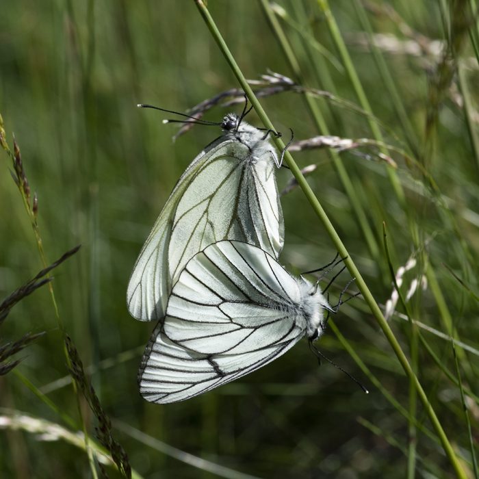 Aporia crataegi (Linnaeus, 1758) Baumweißling
