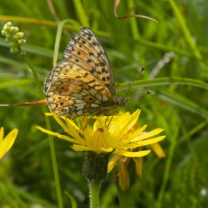 Boloria selene (Denis & Schiffermüller, 1775) Braunfleckiger Perlmuttfalter