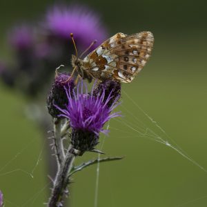 Boloria aquilonaris (Stichel, 1908) Hochmoor-Perlmuttfalter