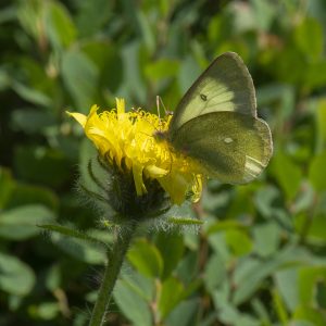 Colias palaeno (Linnaeus, 1761) Hochmoor-Gelbling