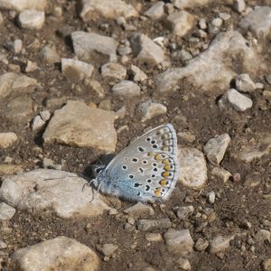 Polyommatus icarus (Rottemburg, 1775) Hauhechel-Bläuling