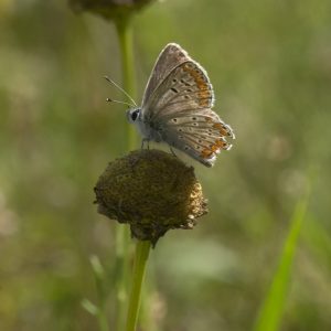 Aricia agestis (Denis & Schiffermüller, 1775) Kleiner Sonnenröschen-Bläuling