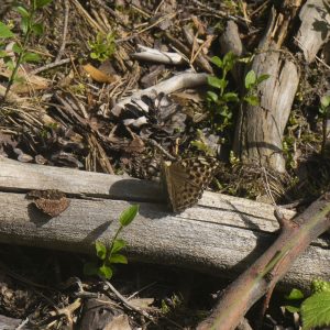 Argynnis paphia (Linnaeus, 1758) Kaisermantel, Silberstrich