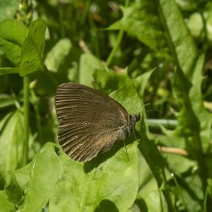 Aphantopus hyperantus (Linnaeus, 1758) Schornsteinfeger