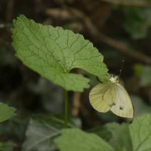 Pieris napi (Linnaeus, 1758) Grünader-Weißling, Rapsweißling