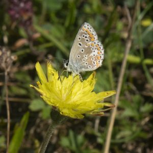 Aricia agestis (Denis & Schiffermüller, 1775) Kleiner Sonnenröschen-Bläuling