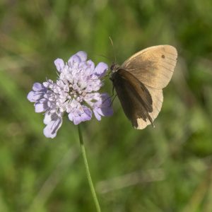 Maniola jurtina (Linnaeus, 1758) Großes Ochsenauge